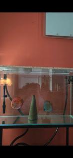 Discus Couple confirmé, Ophalen