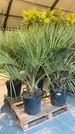 Butia capitata palmen, Tuin en Terras, Planten | Tuinplanten, Ophalen