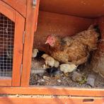 Kip met 6 kuikens te koop, Dieren en Toebehoren, Kip