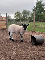 2 ooi lammeren 2025 Herdwick x Kerry Hill, Dieren en Toebehoren, Schapen, Geiten en Varkens, Vrouwelijk, Schaap, 0 tot 2 jaar