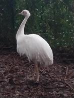 Witte nandoe hen, Dieren en Toebehoren