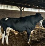 Oudere stier uit Osnabrück, Dieren en Toebehoren, Runderen, Mannelijk, 0 tot 2 jaar