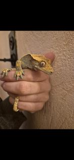 Wimpergekkos, Dieren en Toebehoren, Reptielen en Amfibieën, Tam