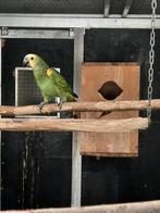 Blauwvoorhoofd amazones, Dieren en Toebehoren, Vogels | Parkieten en Papegaaien, Geringd