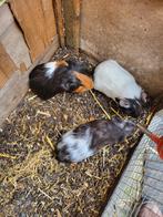Mannelijke cavia's, Dieren en Toebehoren, Knaagdieren, Mannelijk, Cavia