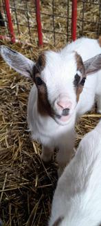 "Super super tamme lammetjes", Dieren en Toebehoren, Schapen, Geiten en Varkens, 0 tot 2 jaar, Geit