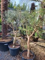 Circonférence du tronc Olea europaea 20/25, Jardin & Terrasse, Enlèvement ou Envoi