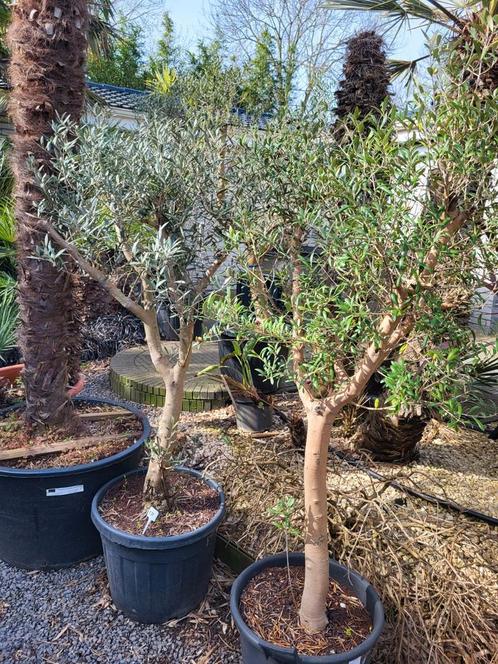 Circonférence du tronc Olea europaea 20/25, Jardin & Terrasse, Plantes | Arbres, Enlèvement ou Envoi
