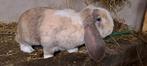 Franse hangoor ram, Dieren en Toebehoren, Konijnen, Hangoor