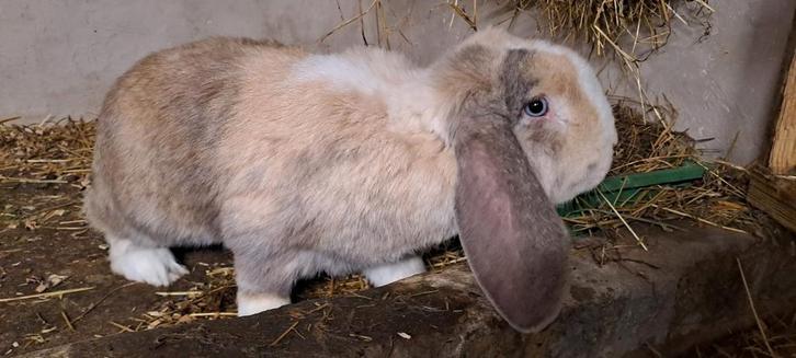 Franse hangoor ram, Dieren en Toebehoren, Konijnen, Hangoor