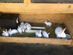 Jonge konijnen W.V.D, Dieren en Toebehoren, Klein, 0 tot 2 jaar