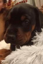Dobermann puppy's, Dieren en Toebehoren, België, Fokker | Hobbymatig, Overige rassen, 8 tot 15 weken