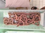 Caramel regenboog boa, Dieren en Toebehoren, Reptielen en Amfibieën