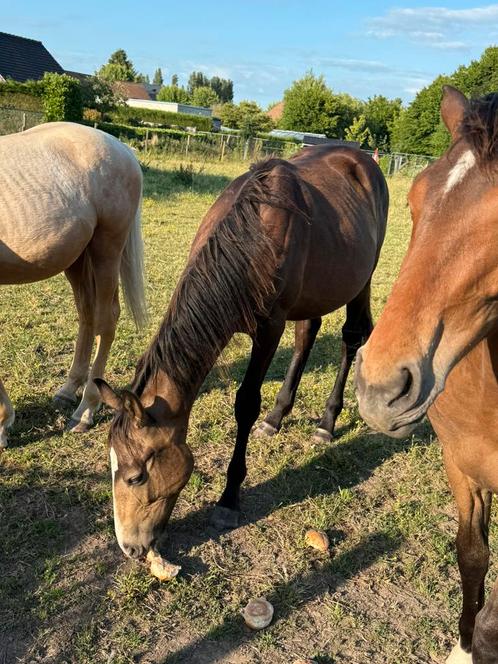 Prachtige springgefokte valkkleurige jaarling hengst, Dieren en Toebehoren, Paarden, Hengst