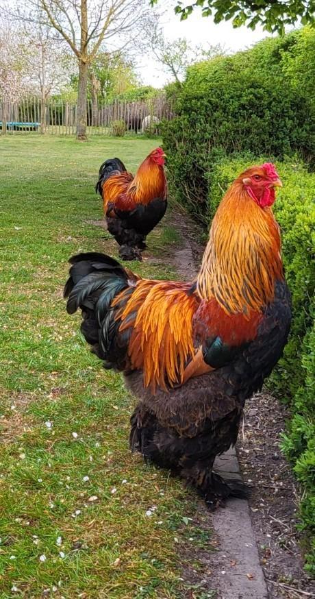Brahma hanen zoeken nieuwe thuis, Dieren en Toebehoren, Pluimvee, Kip, Meerdere dieren