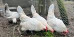 Sabelpootkriel broedeieren, Poule ou poulet, Sexe inconnu