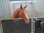 8jarige merrie, Dieren en Toebehoren, Paarden, Merrie, M