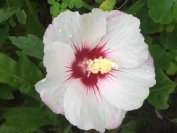 Hibiscus kleine plantjes, 0,75 cent , lees beschrijving  beschikbaar voor biedingen