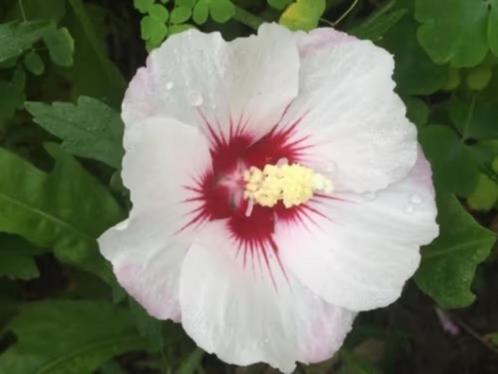 Hibiscus kleine plantjes, 0,75 cent , lees beschrijving, Tuin en Terras, Planten | Tuinplanten, Vaste plant, Overige soorten, Volle zon