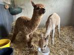 Alpaca hengst, Dieren en Toebehoren, Overige Dieren, Januari, Mannelijk