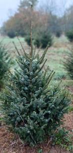 kerstbomen, Tuin en Terras, Planten | Bomen, Ophalen of Verzenden