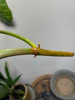 philodendron burle marx variegata bladstek, Ophalen of Verzenden