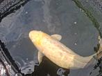 Koi, Dieren en Toebehoren, Vissen | Vijvervissen