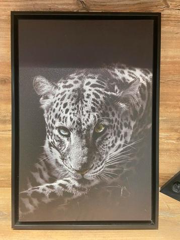 Cadre Tiger, Enlèvement ou Envoi, Comme neuf, Photo ou Poster, Moins de 50 cm