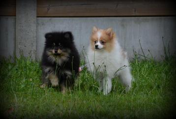 Keeshond pups