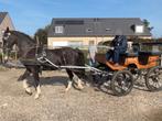 paard en koets en tuigen compleet, Dieren en Toebehoren, Gebruikt, Overige typen, Paard