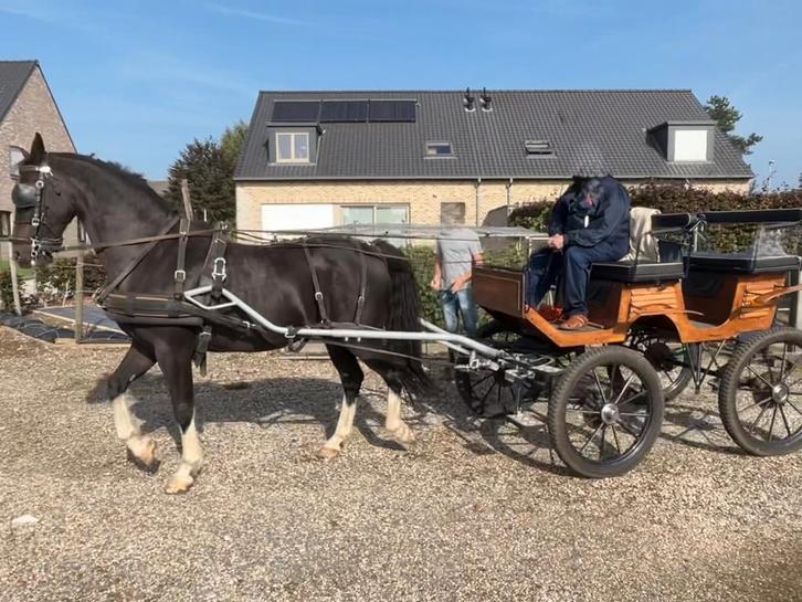 paard en koets en tuigen compleet, Dieren en Toebehoren, Rijtuigen en Koetsen, Gebruikt, Overige typen, Paard