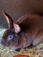Rex havana ram, Dieren en Toebehoren, Konijnen