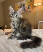 Majestueus Maine Coon meisje, Dieren en Toebehoren, Poes, Gechipt, 0 tot 2 jaar