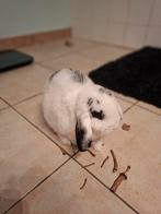 NHD konijn (rammelaar), Animaux & Accessoires