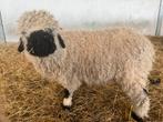 Walliser Schwarznase ram, Dieren en Toebehoren, Mannelijk, Schaap, 0 tot 2 jaar