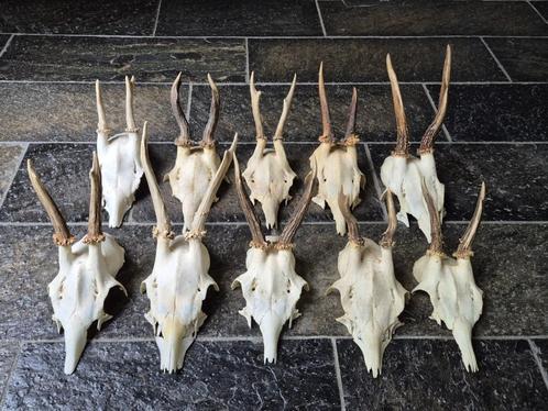 10 Leuke Ree Geweien Samen € 39 Jacht Mancave Veluwe No c5, Verzamelen, Dierenverzamelingen, Gewei of Kop, Hert, Ophalen of Verzenden