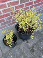 spirea jap goldflame, Ophalen, Zomer, Vaste plant, Volle zon
