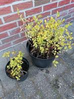 spirea jap goldflame, Plein soleil, Enlèvement, Été, Plante fixe