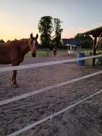 Stalling aangeboden 24/7 buiten, met schuilstal, Weidegang, 2 of 3 paarden of pony's