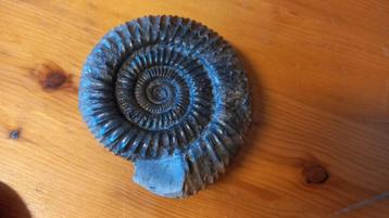 Fossiel: Ammoniet, Collections, Minéraux & Fossiles, Enlèvement ou Envoi, Fossile