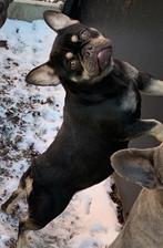 Franse bulldog teefje, Dieren en Toebehoren, Honden | Bulldogs, Pinschers en Molossers, 6 jaar of ouder, CDV (hondenziekte), Buitenland