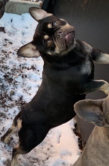 Franse bulldog teefje beschikbaar voor biedingen