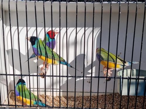 4 gouldamadine mannen( nog 1), Dieren en Toebehoren, Vogels | Overige Vogels