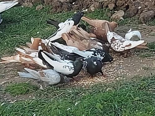 Iraanse Duiven (Gezond en goed verzorgd), Dieren en Toebehoren, Vogels | Duiven, Overige soorten, Meerdere dieren