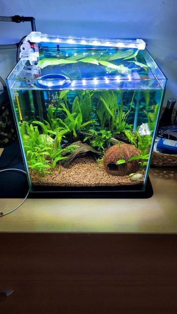 Aquarium van 30 liter, filter, lamp