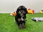 Nestje MINI Cavapoo pups, België, CDV (hondenziekte), 8 tot 15 weken, Meerdere