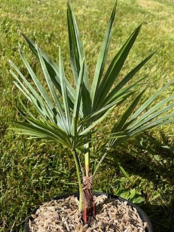 Palmboom Trachycarpus princeps x wagnerianus beschikbaar voor biedingen