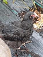 Bramna  haan, Dieren en Toebehoren, Pluimvee