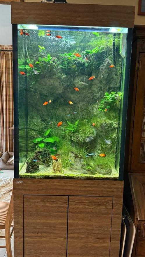 Aquarium extra hoog, Dieren en Toebehoren, Vissen | Aquaria en Toebehoren, Gebruikt, Gevuld zoetwateraquarium, Ophalen