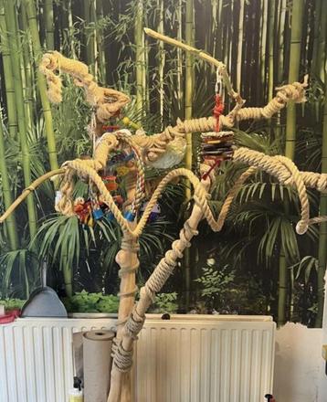 Wij bieden een forever home aan alexander of halsbandparkiet, Dieren en Toebehoren, Vogels | Parkieten en Papegaaien, Parkiet